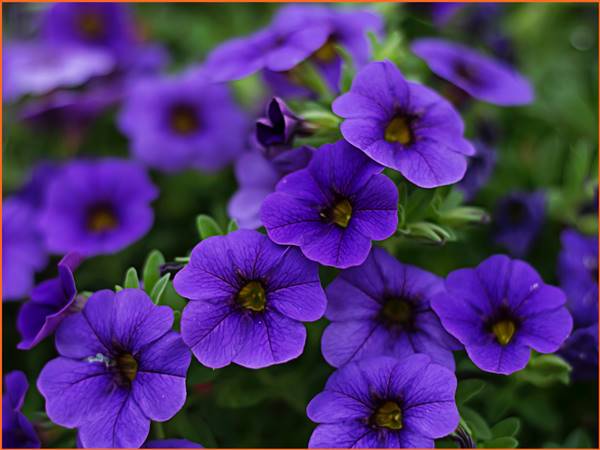 Hoa màu tím số mấy? Mơ thấy hoa màu tím đánh con gì hôm sau Hoa màu tím số mấy? Mơ thấy hoa màu tím đánh con gì hôm sau