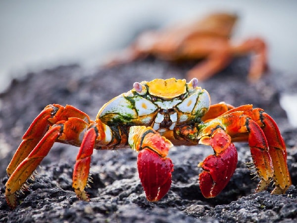 Con cua số mấy? Giải mã giấc mơ thấy cua báo điềm hung hay cát? Con cua số mấy? Giải mã giấc mơ thấy cua báo điềm hung hay cát?