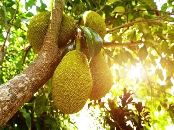 Nằm mơ thấy quả mít điềm báo hên hay xui sắp tới?