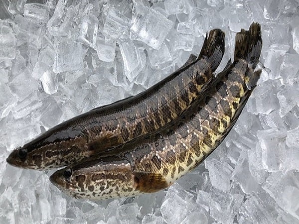 Nằm mơ thấy cá chuối đánh con gì?