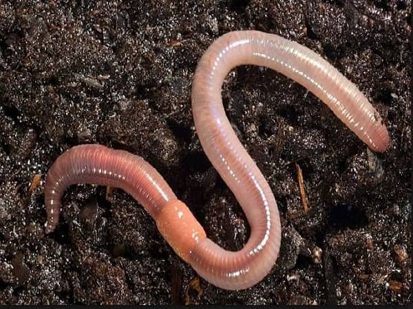 Ngủ mơ thấy con giun đất báo hiệu điều gì? Đánh con gì?