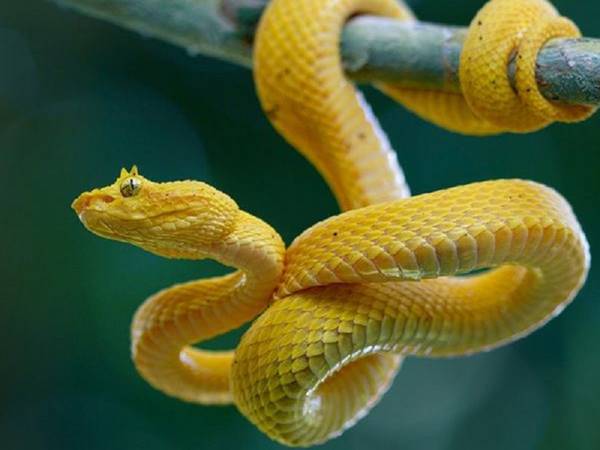 Giải mã ý nghĩa giấc mơ thấy rắn vàng mang đến là gì