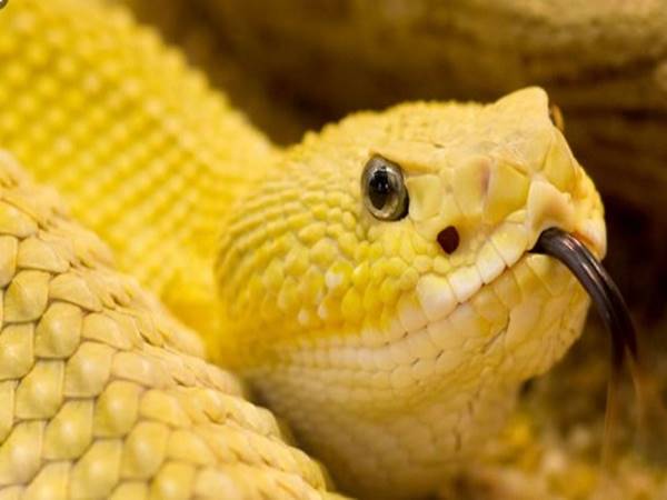 Ngủ mơ thấy rắn vàng đánh số mấy? Giải mã ý nghĩa giấc mộng