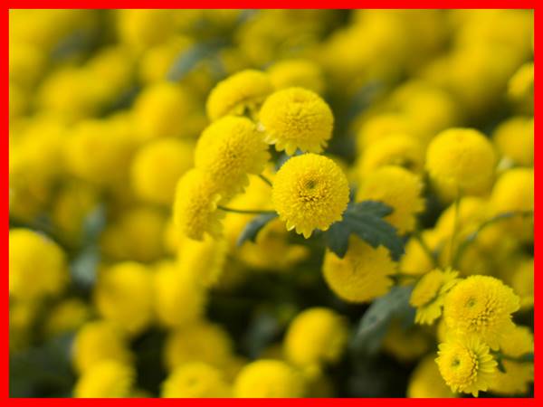 Nằm mơ thấy hoa cúc vàng nên chọn số mấy? đánh con gì