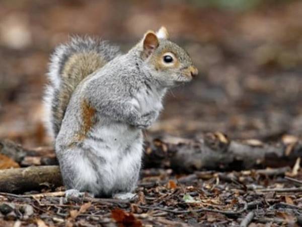 Mơ thấy con sóc đánh con số mấy nên chọn con gì dễ trúng 2